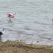 Flamingos close to Rio Gallegos